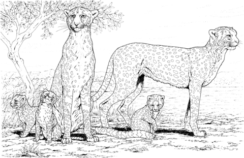 Cheetah Family Coloring Page